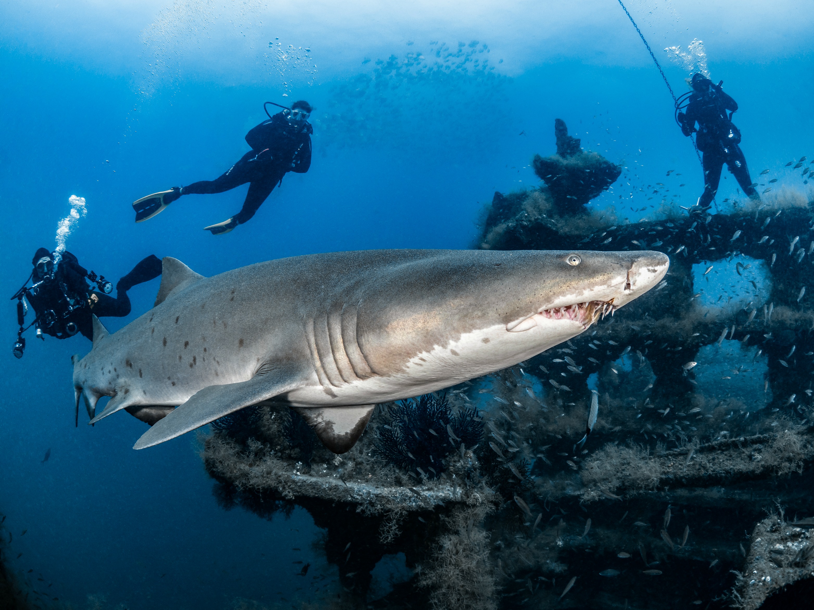 Did You Know That Sand Tiger Shark's Spots Are Like Fingerprints?