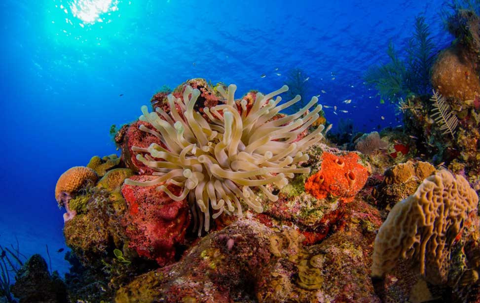 Explore Little Cayman, Cayman Islands With Olympus Dive Center