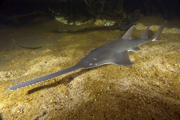The Day I Sawfish At 220fsw - Olympus Dive Center